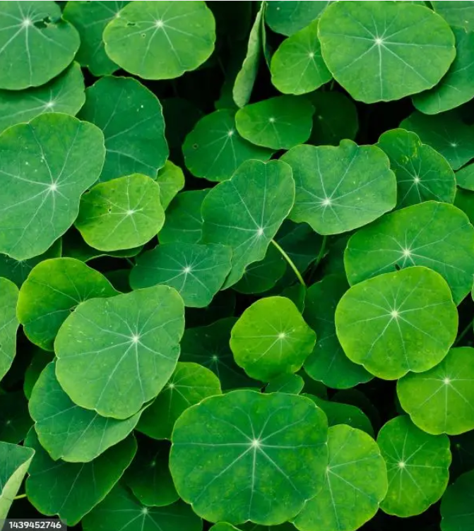 SOOTHING CENTELLA SERUM (30ml)